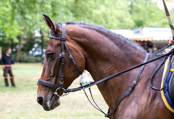Obraz premium Portrait of a sports brown horse.