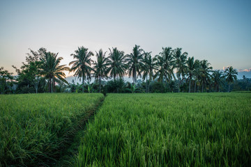 Rice Fields in Bali