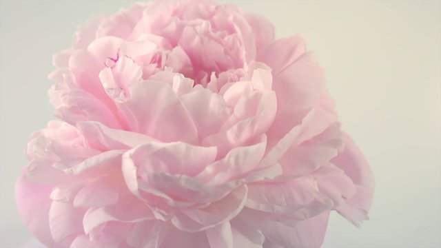 Beautiful pink peony petals background. Blooming peony flower rotation closeup. Beauty spring romantic flower rotated on grey background. 4K UHD video 3840X2160