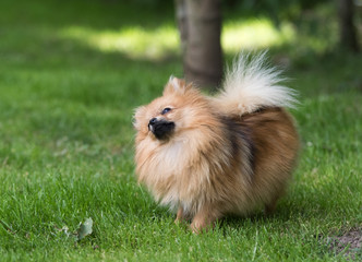 dog pomeranian spitz