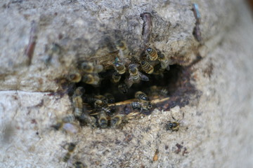 Bee Hive