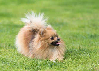 dog pomeranian spitz