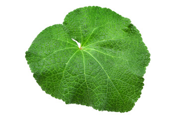 Mallow flower leaf isolatted on white background