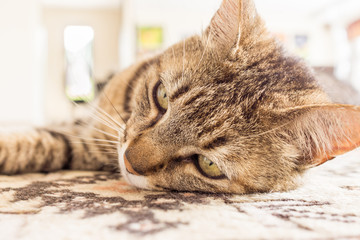 chat allongé sur le tapis