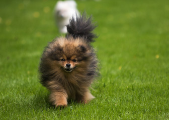 dog pomeranian spitz