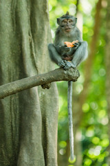 Monkey with Orange