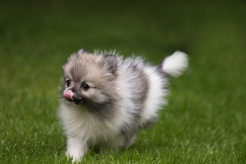 dog pomeranian spitz