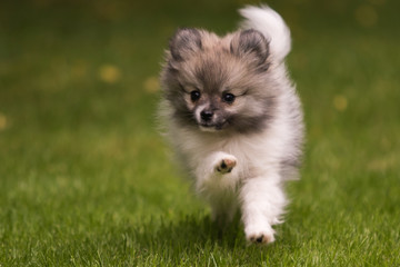 dog pomeranian spitz