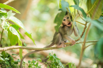 Hungry Baby Monkey