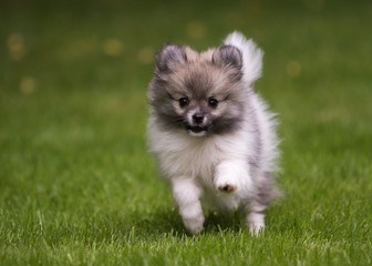 dog pomeranian spitz