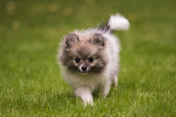 dog pomeranian spitz