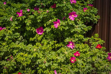 Fototapeta na wymiar Pink flowering briar