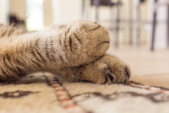 รูปภาพPattes – เลือกดูภาพถ่ายสต็อก เวกเตอร์ และวิดีโอ7,255 | Adobe Stock