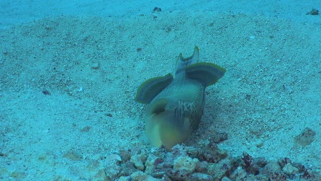 Titan triggerfish builds the nest on the sea floor - Red Sea
