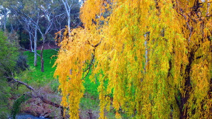 Fall in South Australia