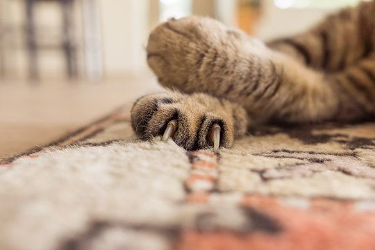 chat allongé sur le tapis