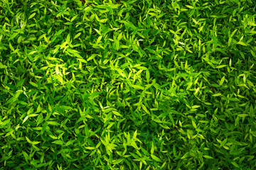 Naklejka premium Beautiful bamboo grass background texture