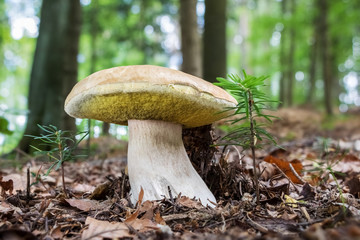 Edible mushroom boletus edulis known as penny bun