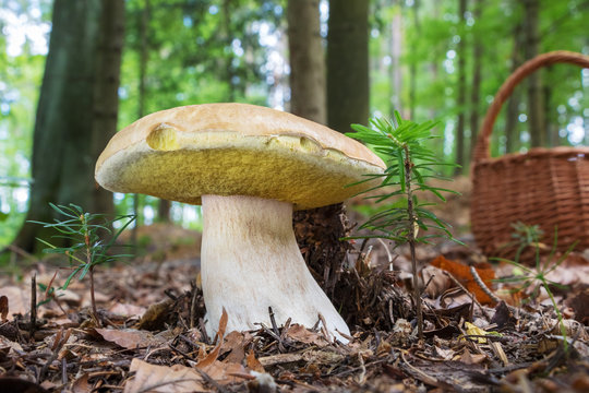 Boletus edulis in forest with blurred background and mushroom basket