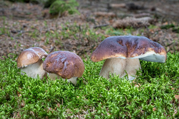 Group of amazing edible mushroom boletus edulis in moss