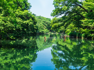 Fototapeta na wymiar 東京　井の頭公園