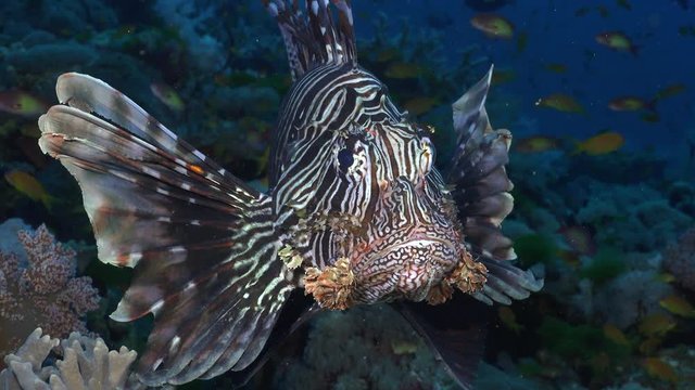 lionfish close up. face to face - Red Sea
