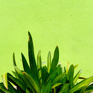 Tropical plants on a green wall background. Minimal green mood