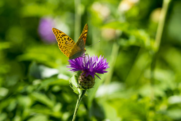beautiful butterfly on a flower