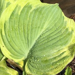 Obraz premium Hosta