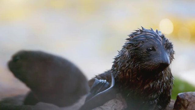 Wet New Zealand Fur Seal pups shifting on rocks beside ocean