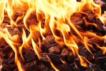 Orange wild fire burning on black coal and ash, prepared for barbecue grill