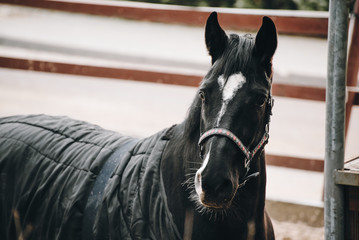 The portrait of a beautiful black horse