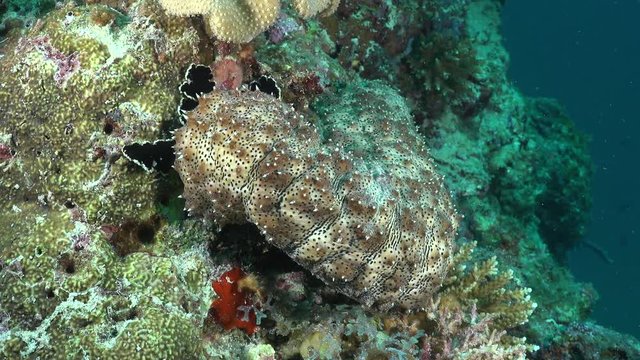 blackmouth sea cucumber eating on coral reef - Red Sea, Pearsonothuria
