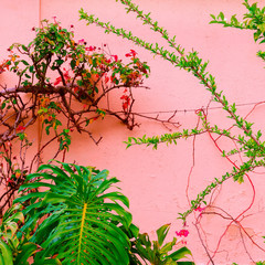 Plants on pink concept art.  Tropical green on pink wall background.