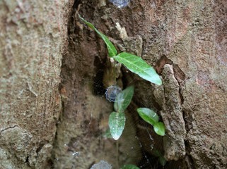 木の中の蜘蛛の巣