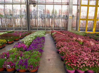 hundreds of flowering pots, of all colors, for sale in a greenhouse