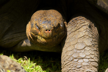 At eye level with the friendly giant turtle, Ecuador