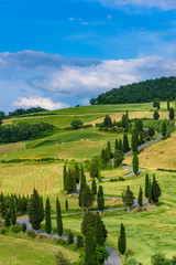 Fototapeta premium Cypress tree scenic winding road in Monticchiello - Valdorcia - near Siena, Tuscany, Italy, Europe.