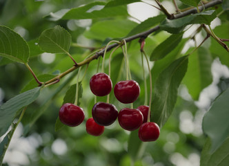 red cherry, cherry on the tree, natural food
