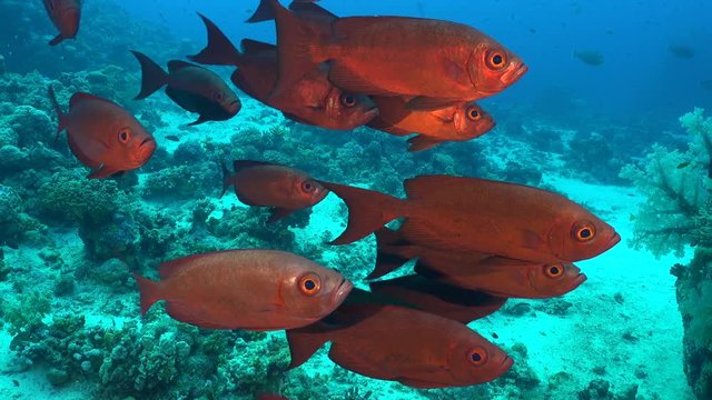 Swarm of red tropical fish. Crescent tail bigeye fish, Priachantus hamrur