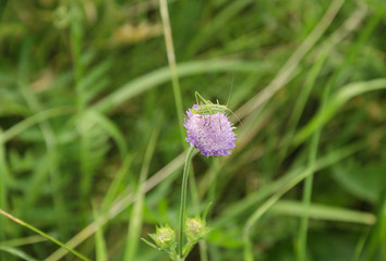green Tettigonioidea on a pink flower