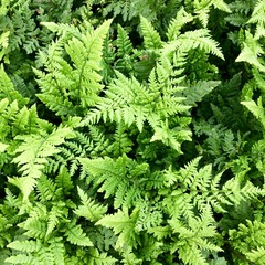 Fern