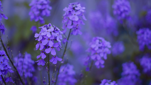 Fototapeta  Beautiful purple flowers   