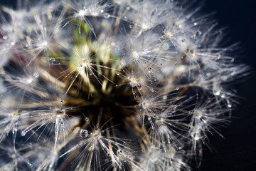 White Dandelion with Water Drops