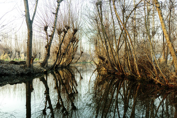 Obraz premium Mirror of alley of trees in water