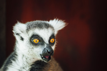 Portrait de Lémurien maki catta