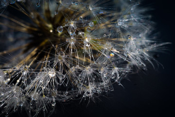 White Dandelion with Water Drops