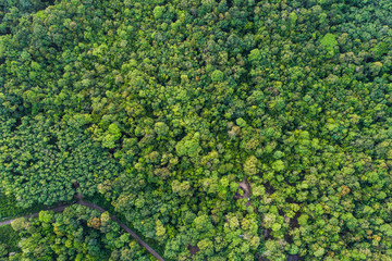 Green nature tropical deep forest