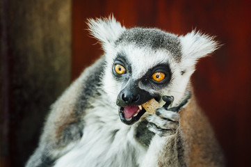 Lémurien maki catta en train de manger