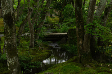 森の小川にかかる橋